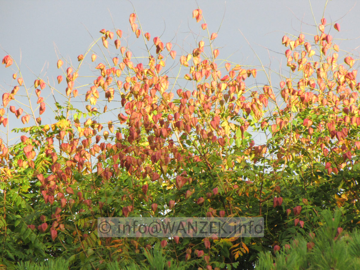 Koelreuteria paniculata 08b.JPG